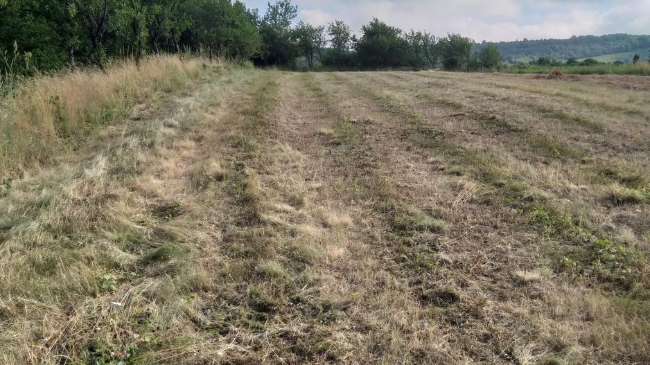 Teren Sasca Română-1079 mp - Poză 4