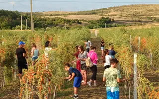 Teren intravilan cu PLANTATIE DE GOJII de vanzare in Racari - Poză 23