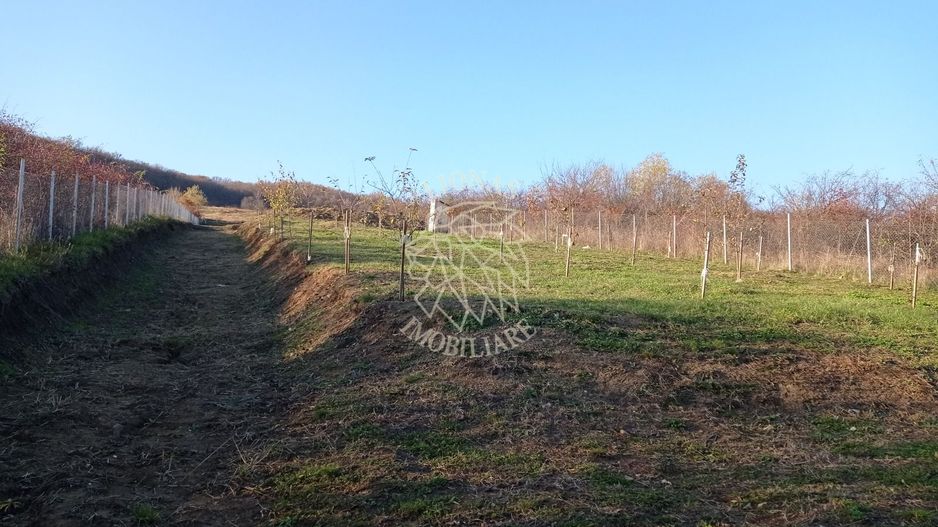 Teren intravilan 2700 mp-ideal case/investitie-Viisoara - Poză 6