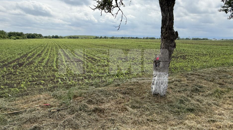 Teren extravilan de vânzare | Satu Mare, județul Suceava | 3.750 mp - Poză 4