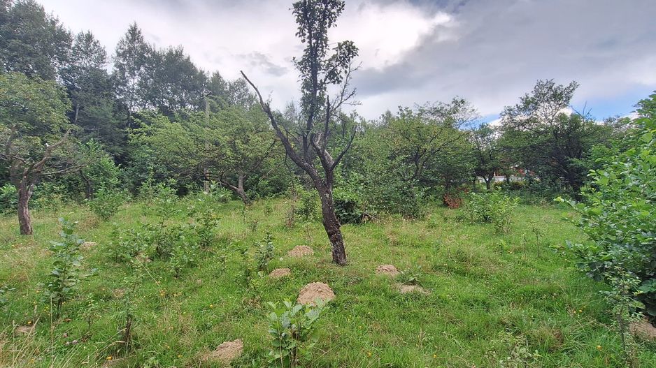 Bran-Predelut doua parcele de 2000+3000mp pret 25 euro/mp - Poză 14