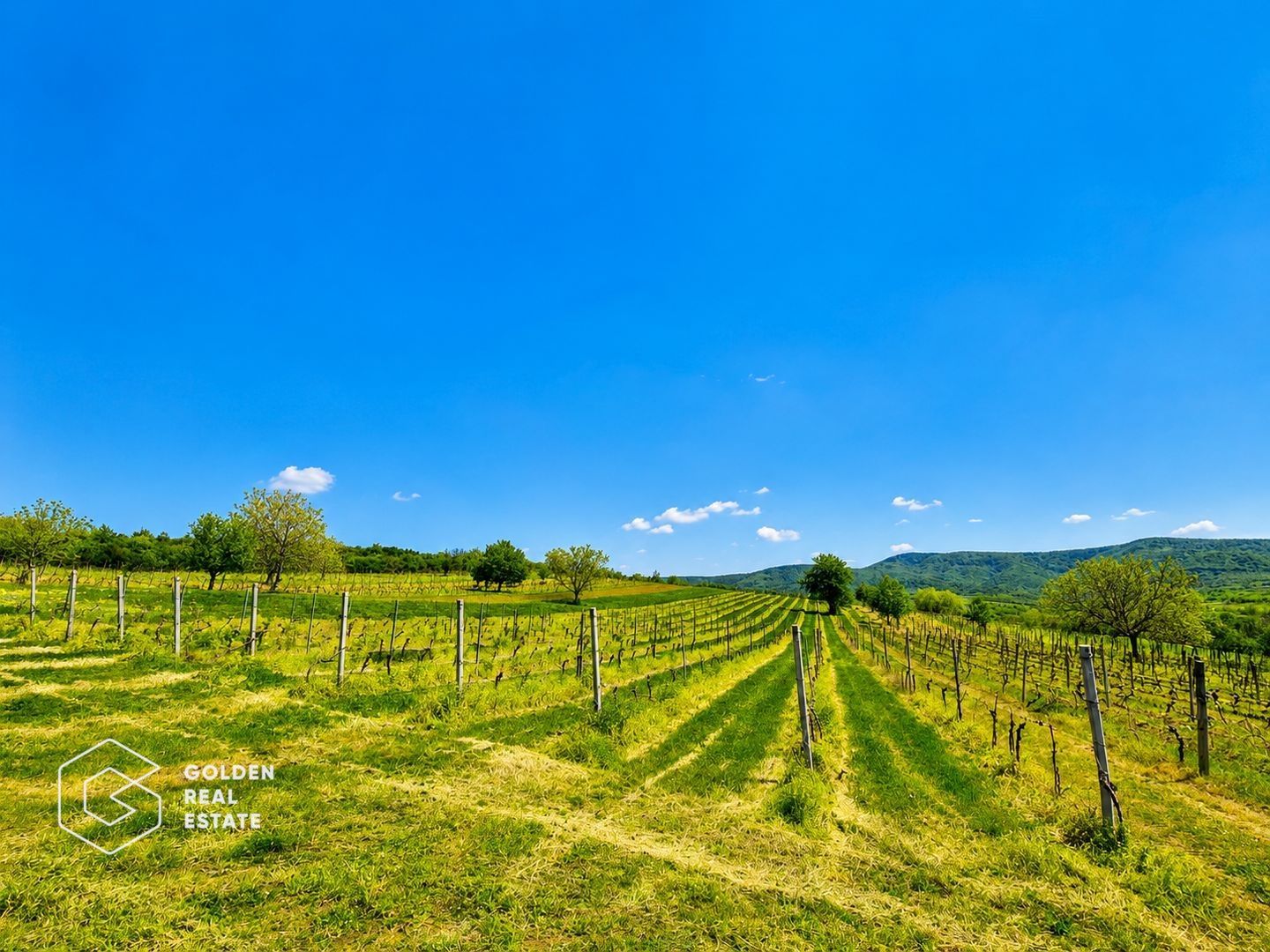 1,35 hectare vie pe rod (Cabernet si Merlot), Siria - Poză 3