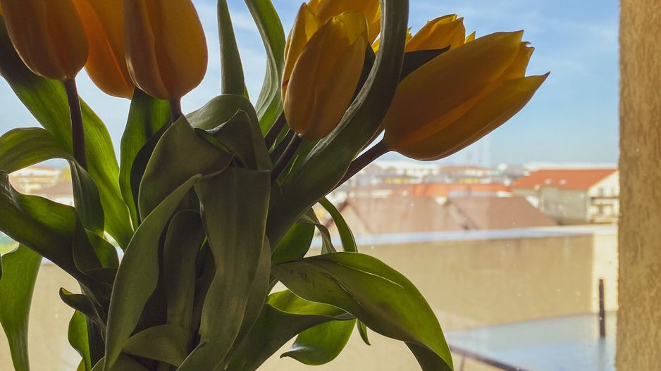 INCHIRIAT - Avocado 2 rooms Apartment - #forrent - Giroc - Poză 19