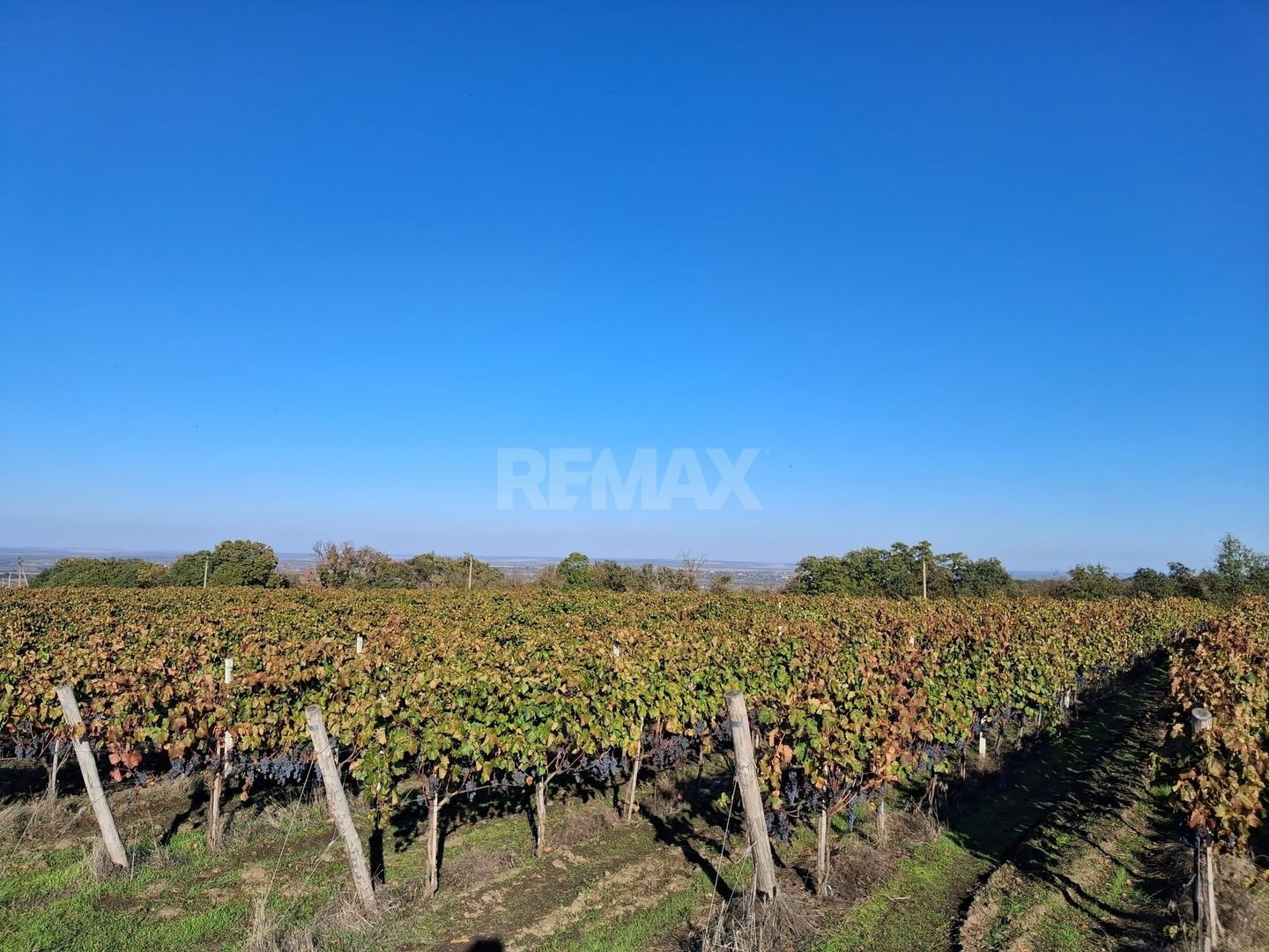 Plantație de viță-de-vie 5,7 ha  investiție cu recuperare rapidă - Poză 10
