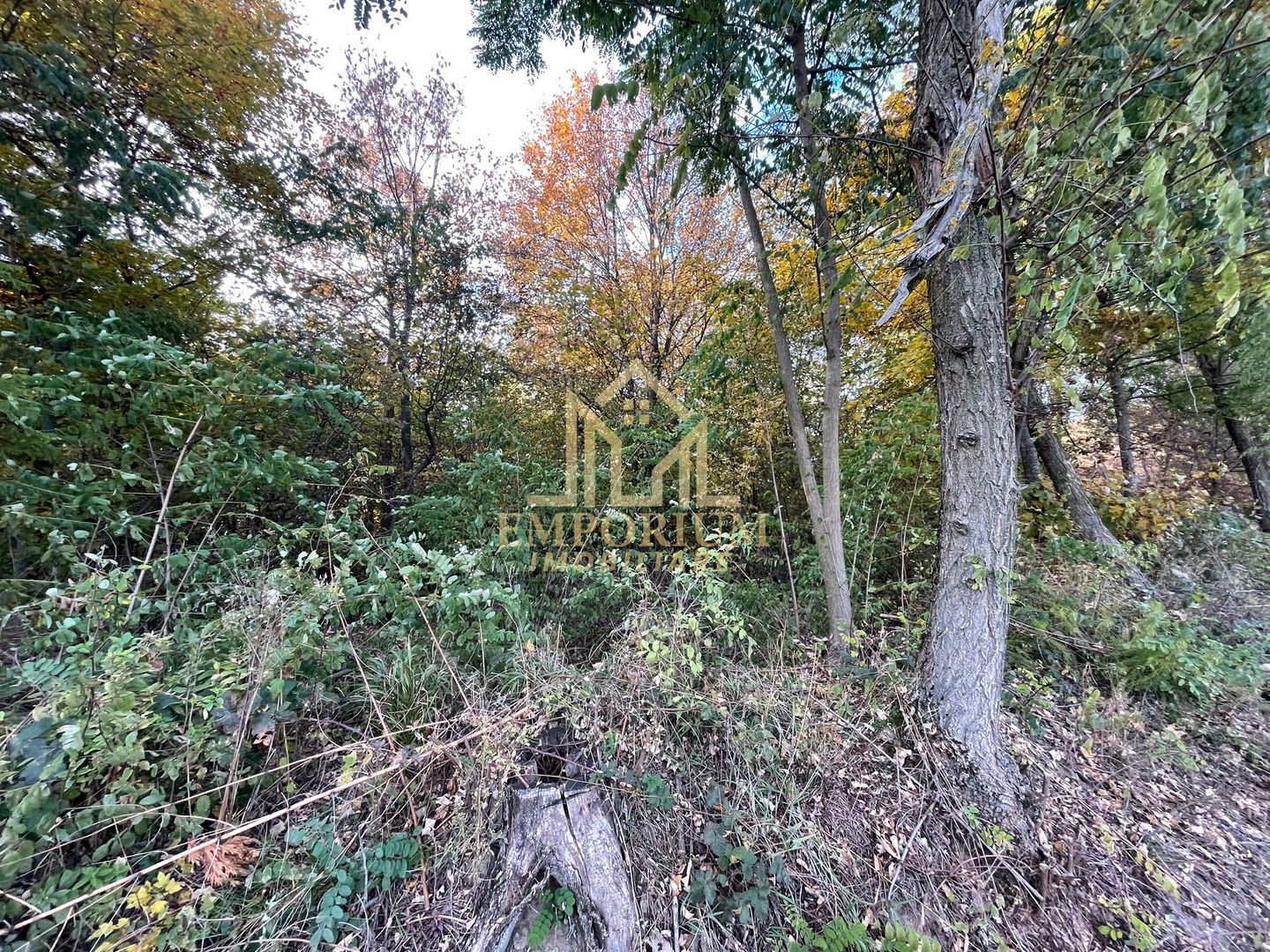 Teren Extravilan, Ciurila, Padurea Faget - Poză 3