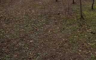 Casă nelocuibila cu teren Sculeni! - Poză 2