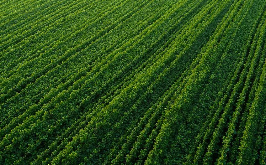 Fermă Agricolă Activă – 1.450 ha - Nord Est Romania - Poză 6