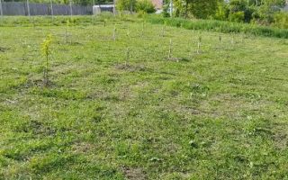 Teren intravilsn strunga - Poză 5