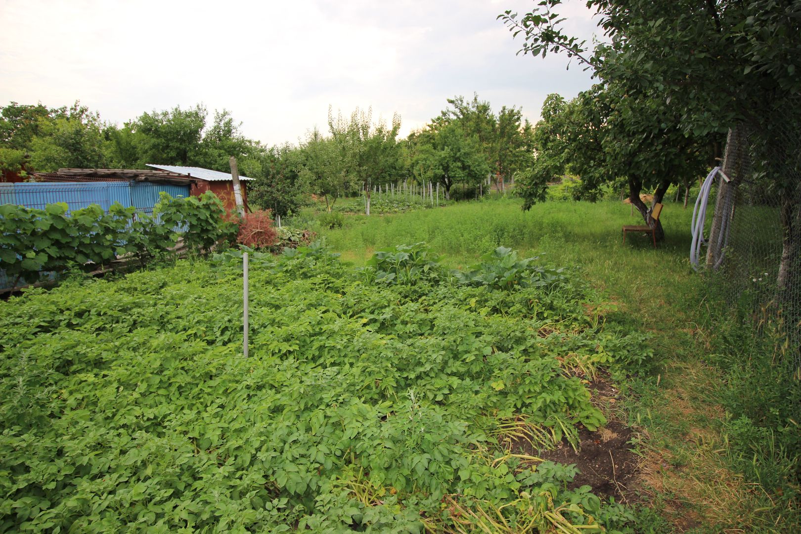 CASA CU TEREN MARE IN ZONA MEHALA - Poză 12