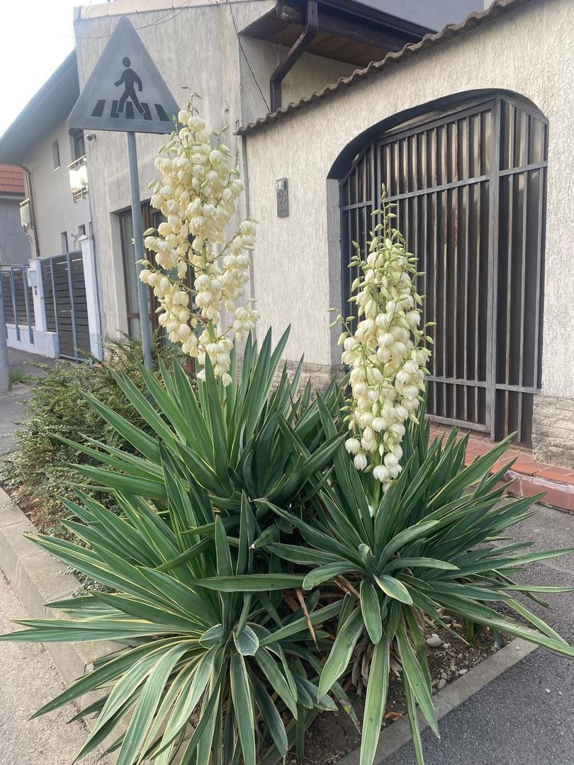 CASA BANEASA 10 CAMERE, MOBILAT, CENTRALA, TEREN 500 MP, COMISION 0% - Poză 8