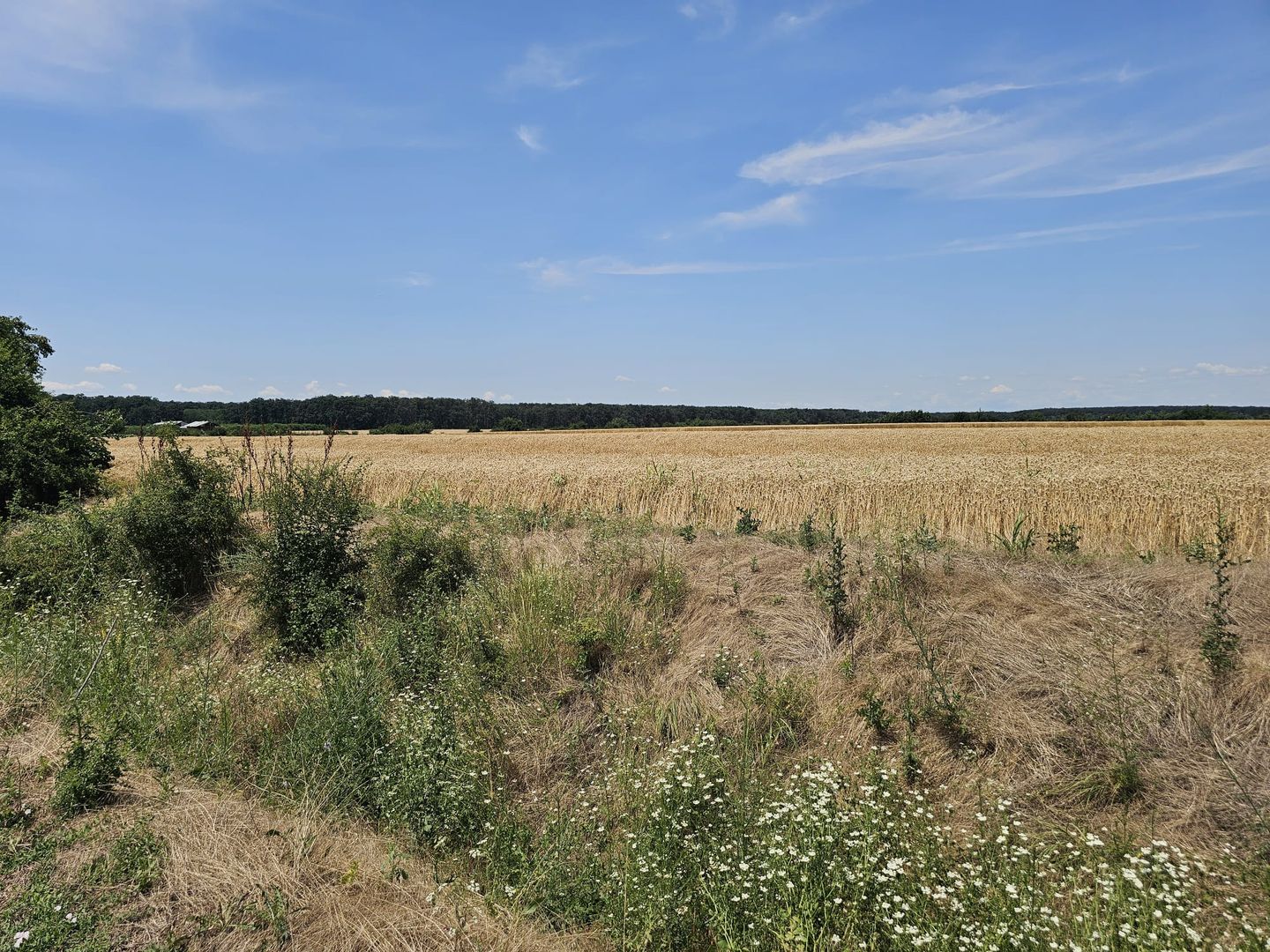 Vanzare Teren Intravilan Buftea, 750mp, str. Ulmului, Pista Biciclete - Poză 3