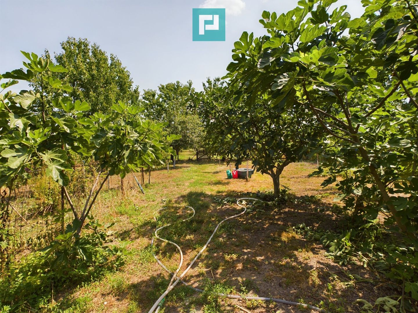 Casă cu livadă de pomi în Dorobanți - Poză 20