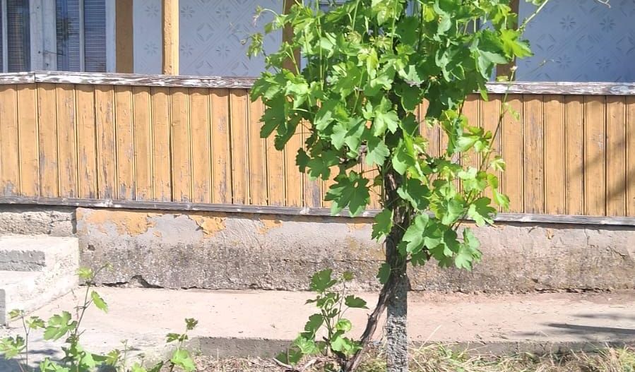 Casă cu teren de 1.470 mp de vânzare – Fântânele, Scânteiești - Poză 8