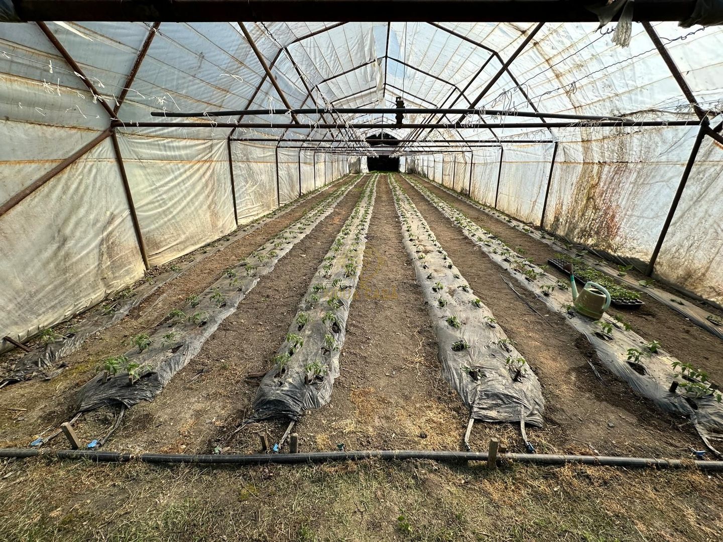 De vanzare Teren 20000MP cu sere/solarii și plantații - Poză 13