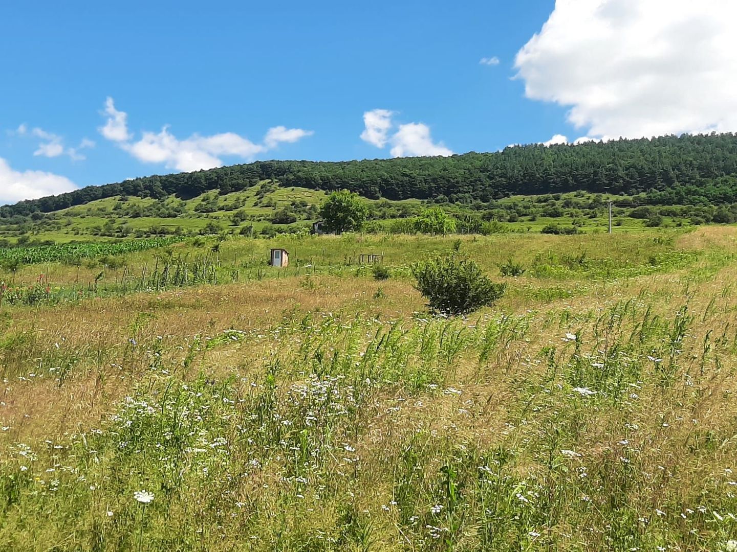 Teren de vanzare in Martinesti - Poză 3