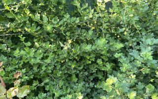 Vila de vanzare in Tunari I Gata de mutat I 4 camere I 5 parcari - Poză 46