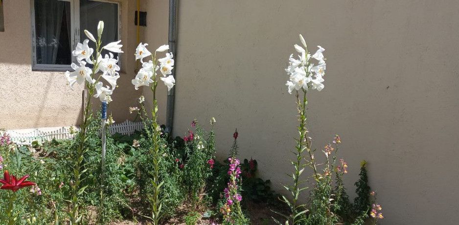 Dristor, Piata Ramnicu Sarat, casa - Poză 13