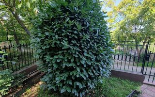 casa Eoiscopia Bihor - Poză 10