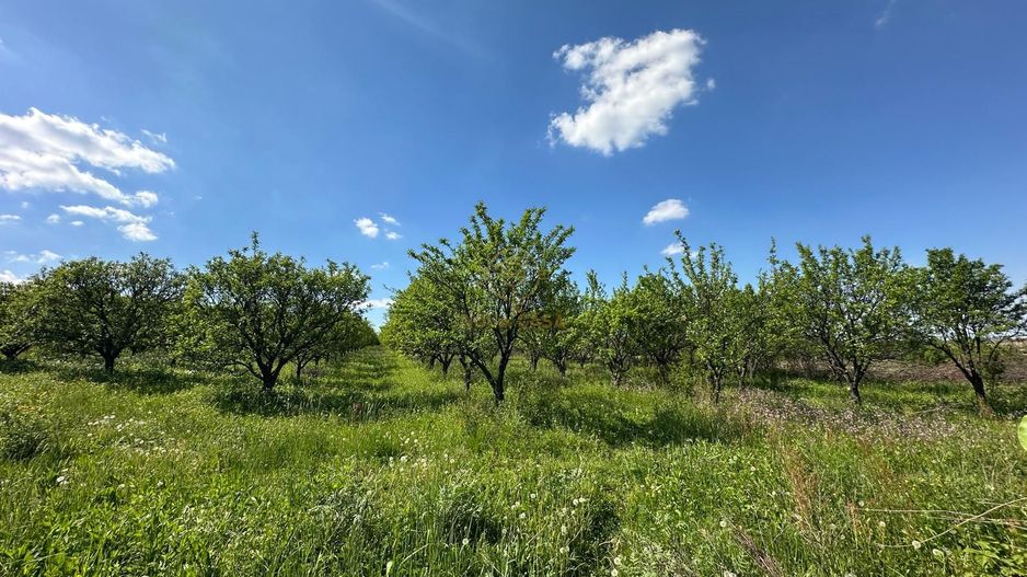 De vanzare Teren 20000MP cu sere/solarii și plantații - Poză 5