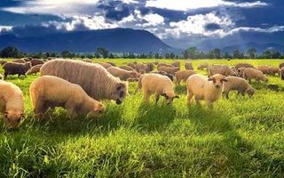 1.500 ha Teren agricol și pășune (Vestul României) - Poză 4