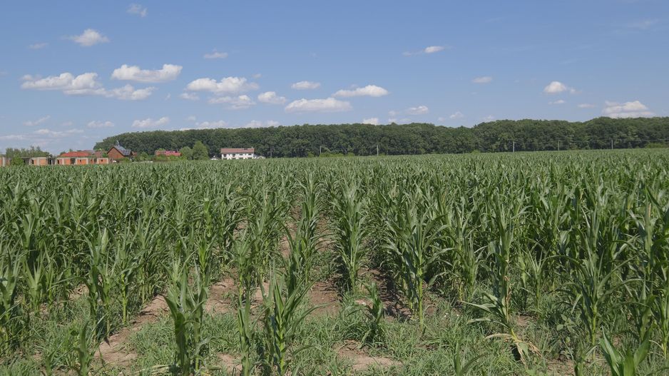 Corbeanca - Sat Petresti - Str. Codrului, 26.650 mp. teren intravilan - Poză 4