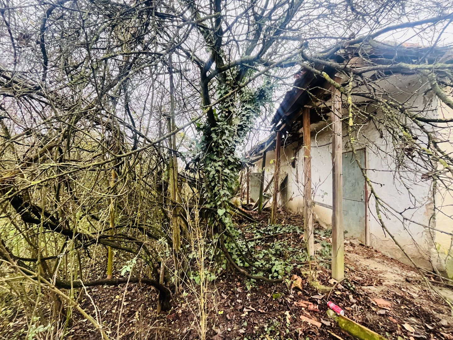 Casă cu teren de 1.463 mp în Ghizela, Timiș – Comision 0% - Poză 3