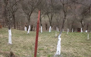 Teren Sebesul de Sus I 1100 mp I facilitati in apropiere - Poză 14