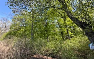 TEREN 7000 MP| DESCHIDERE 40 ML | INTRAVILAN-PADURE | POT 5% | TEREN UNIC | - Poză 6