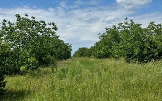 Teren Agricol, 11 HA, Bulăiești, Orhei - Poză 5