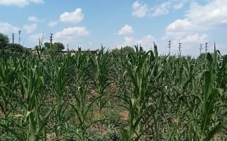 Teren intravilan de vânzare în Războieni, comuna Ion Neculce, Iași - Poză 3