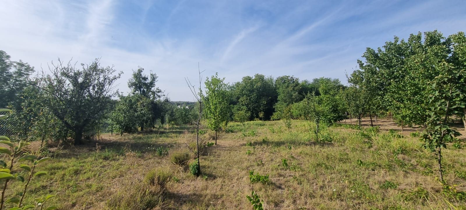 Teren 2000 mp de vânzare – Comana, deschidere la lac, aproape de Parcu - Poză 4