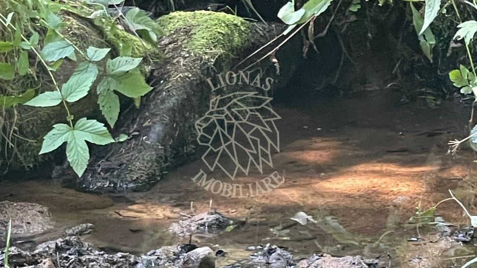 COMISION 0 20.000 MP TEREN EXTRAVILAN CU PADURE ZONA TURISTICA VISAGU VLADEASA - Poză 1