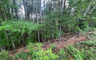 Teren Intravilan | Brodina de Jos | 16900 MP - Poză 5