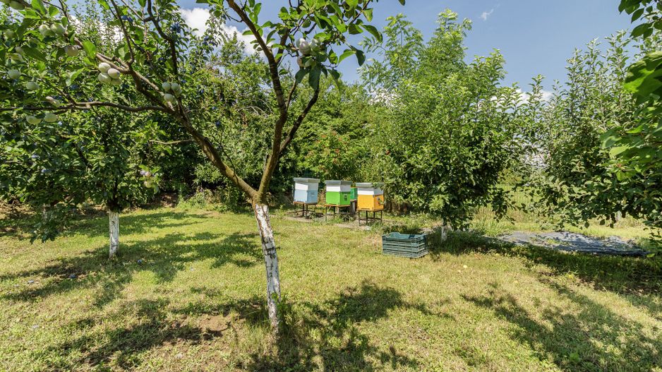 Casă de vânzare Tâncăbești cu grădină, aproape de lac - Poză 27