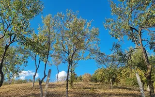 Casă renovata cu teren generos | Anexe | Gurasada | Hunedoara - Poză 44