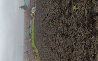 Teren intravilan - Poză 4