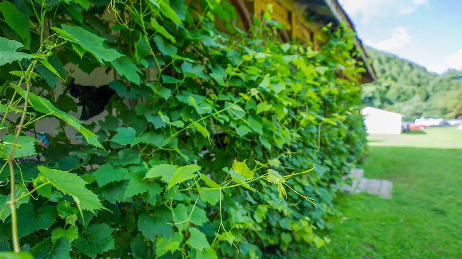 O noua poveste in fiecare zi,dezvaluita de pesiajul mirifc catre Piatra Craiului - Poză 2