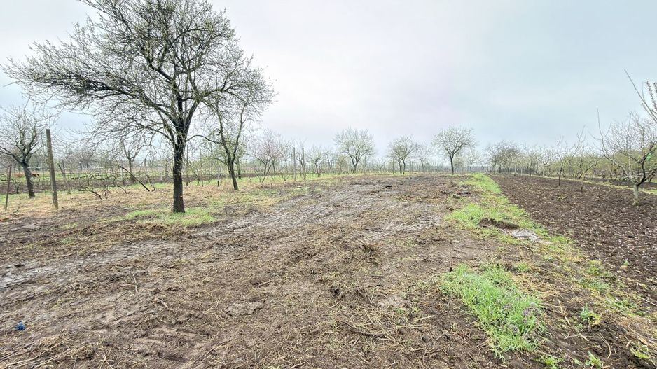 De vânzare 2 Case de vinificație cu Teren 4108 mp - Grădina Viilor - Carei - Poză 10
