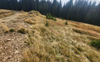 Teren de vanzare in Horezu/Bolca Pietrele Scrise/Valcea - Poză 6