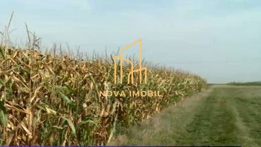 Teren Agricol Domnesti - Bistrita Nasaud - Poză 3