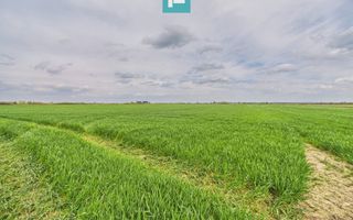 Teren extravilan 19.900 mp – Giroc centură - Poză 4