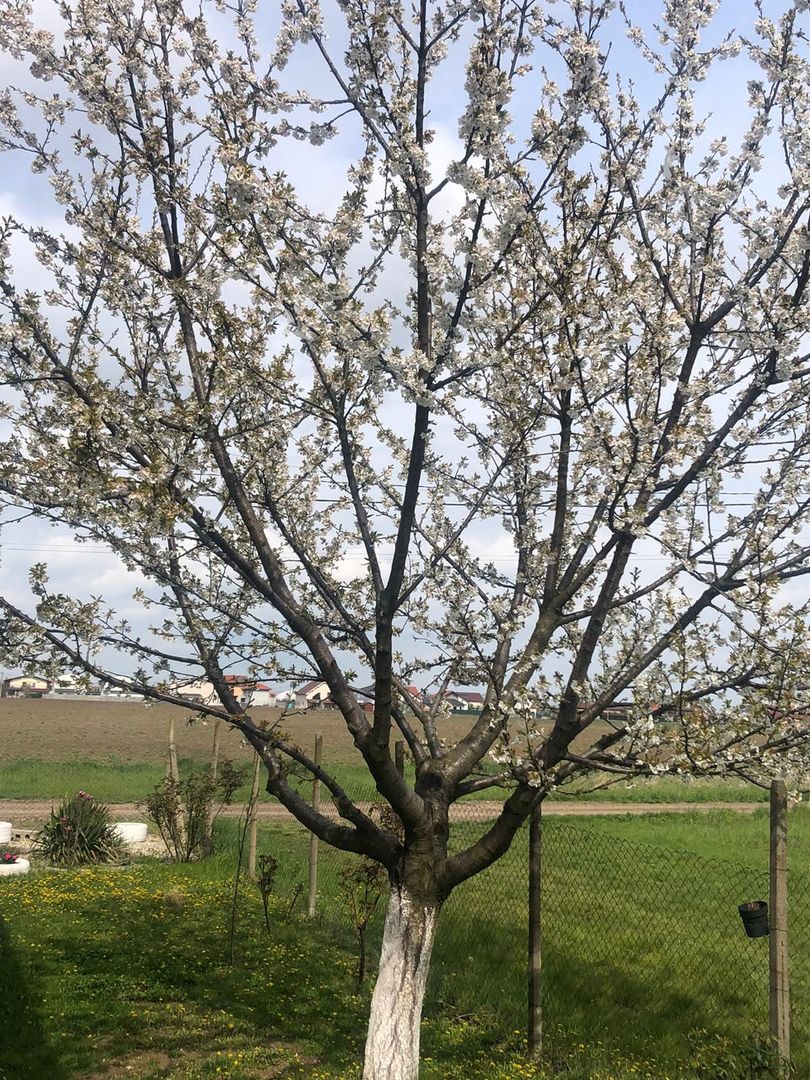 Casa individuala-zona Dumbravita lac-comision zero - Poză 17