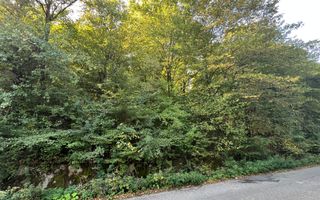 Teren extravilan de vânzare – Lacul Cinciș - Poză 4