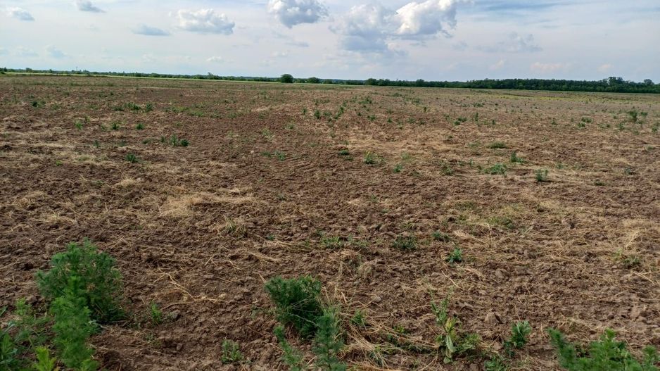 Teren intravilan de vanzare | Peris | 10.000 mp | Investitie sigura - Poză 8