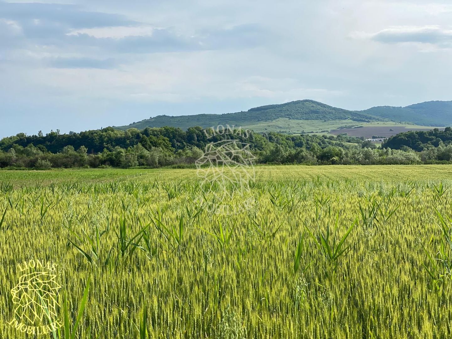 Teren -4.300 mp - Arabil - Chintelnic - Poză 7