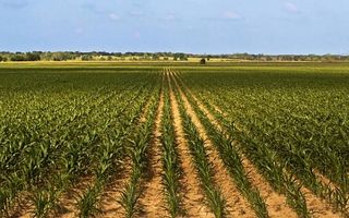 Teren Agricol Domnesti - Bistrita Nasaud - Poză 2