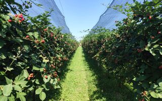 Plantatie de Muri Baicoi 10.000 mp Afacere la cheie! - Poză 2