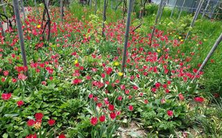 teren de vanzare 807 mp - Poză 6