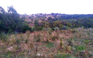 Teren 60 ari - oportunitate investitie - Satu Nou - Poză 3