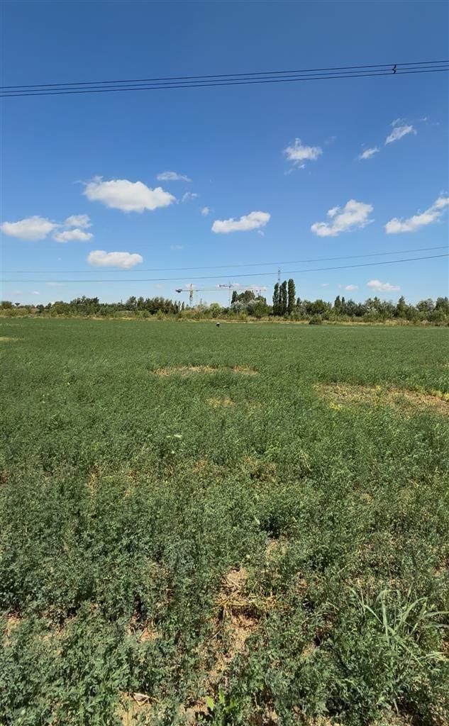 Vanzare teren intravilan 5000 mp Drumul Lunca Cetatii - Splaiul Unirii - Poză 5
